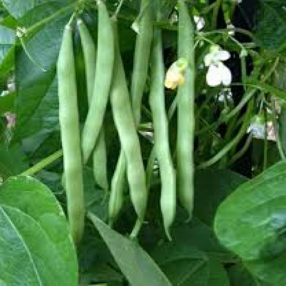 đậu cove (đậu que)- gói 20gr