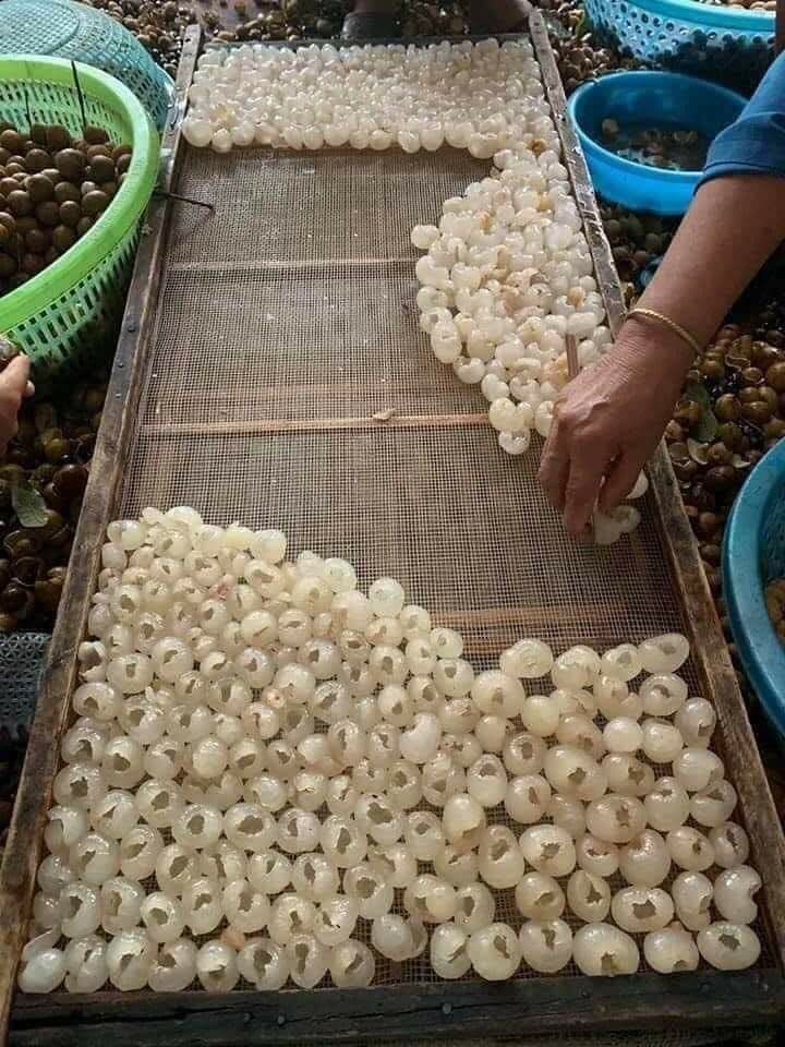LONG NHÃN SÔNG MÃ - SƠN LA - 0,5kg