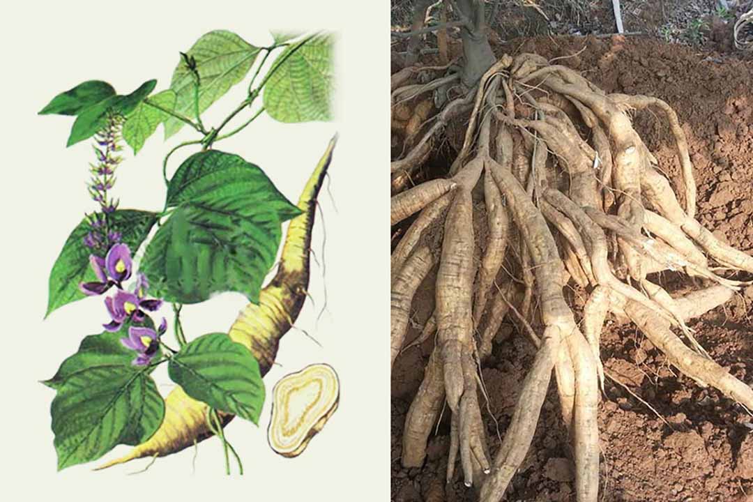 BẦU SẮN DÂY GIỐNG