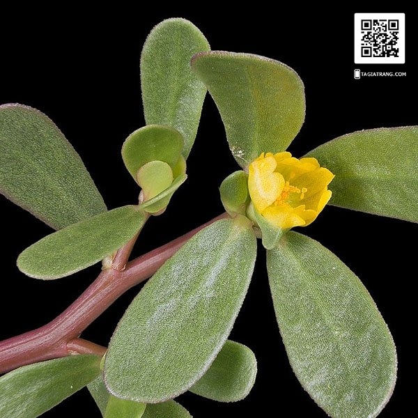 Hạt giống rau sam - Gói 1g