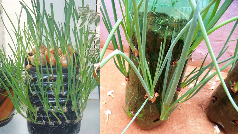 Hạt Giống Hành Lá Gốc Trắng Cao Sản
