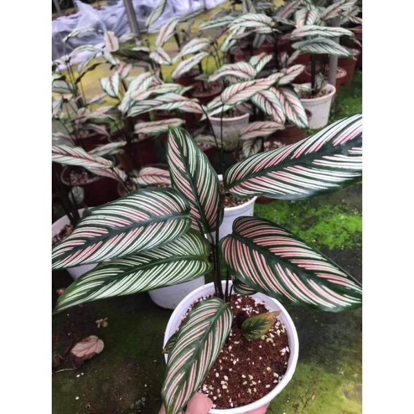 Đuôi công calathea White star- chậu trung