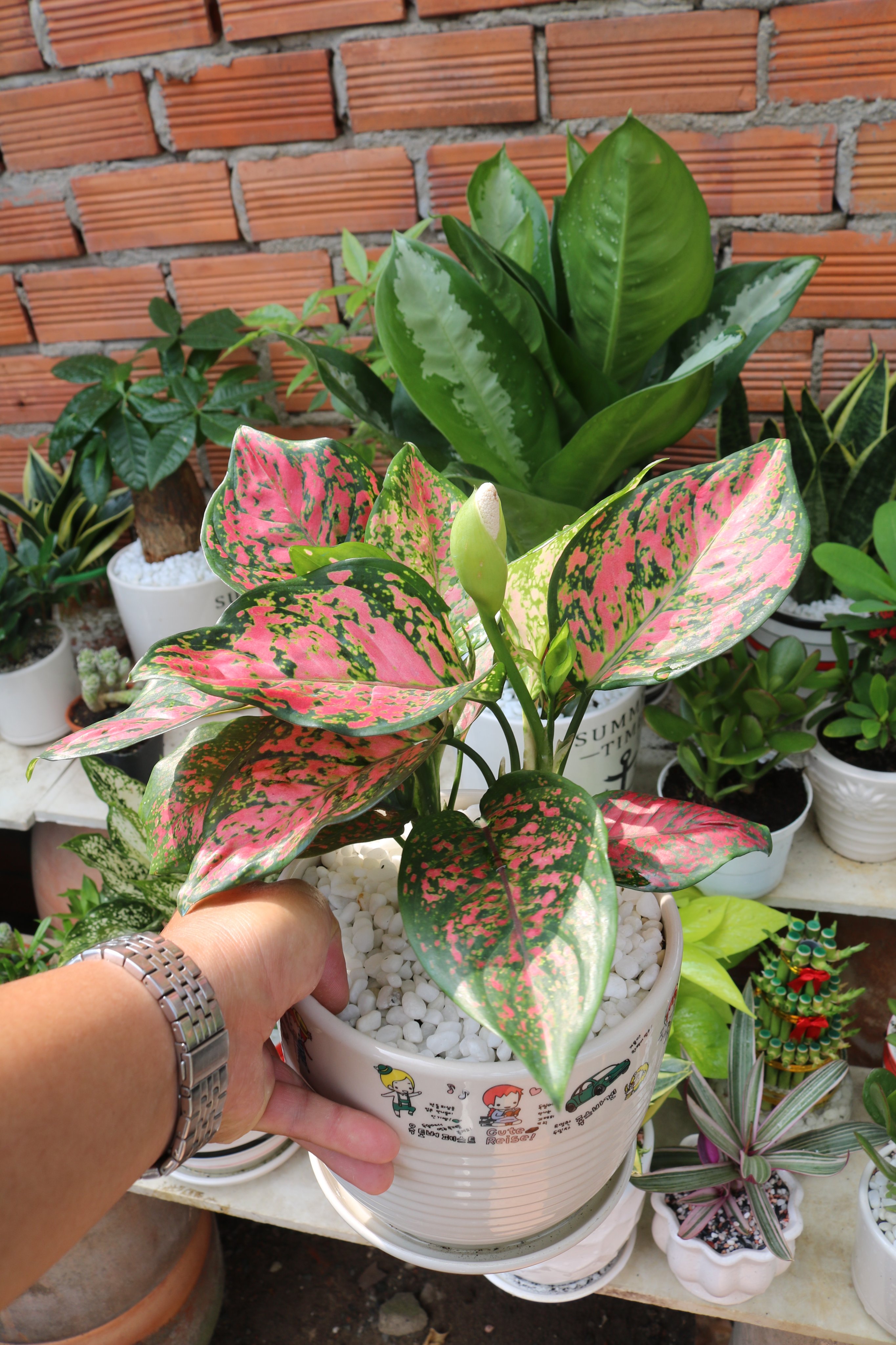 Chậu sứ cây Vạn Lộc Đỏ