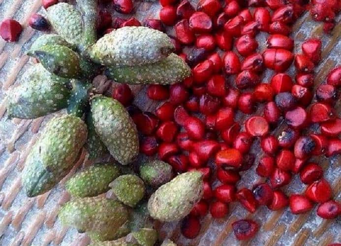 cây dổi giống chuẩn