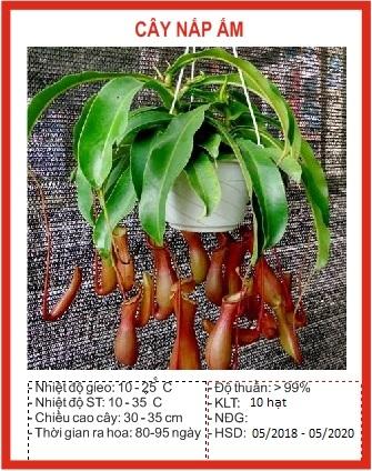 Hạt giống cây bắt mồi nắp ấm 10 hạt/gói (TẶNG gói kích thích hạt nảy mầm)