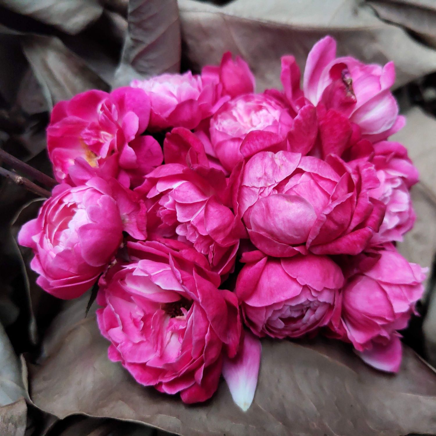 Cây giống Hoa Hồng Cổ Huế