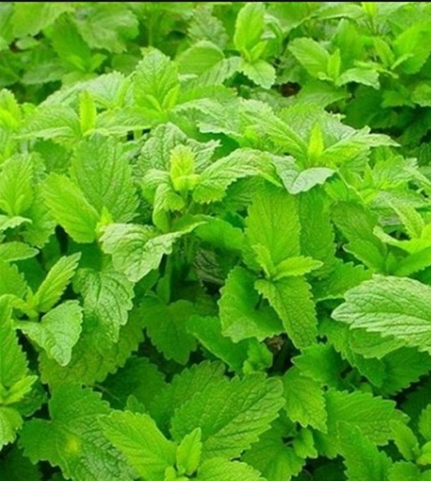 Hạt giống bạc hà chanh