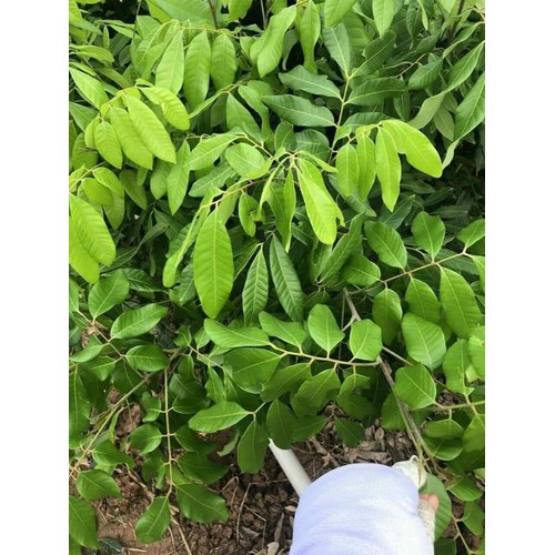 CÂY GIỐNG NHÃN HƯƠNG CHI