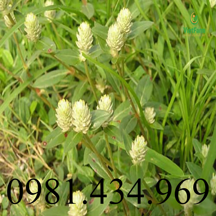 Cây Nở Ngày Đất Khô ( 01KG - Nhà làm - no ngay dat) lz2