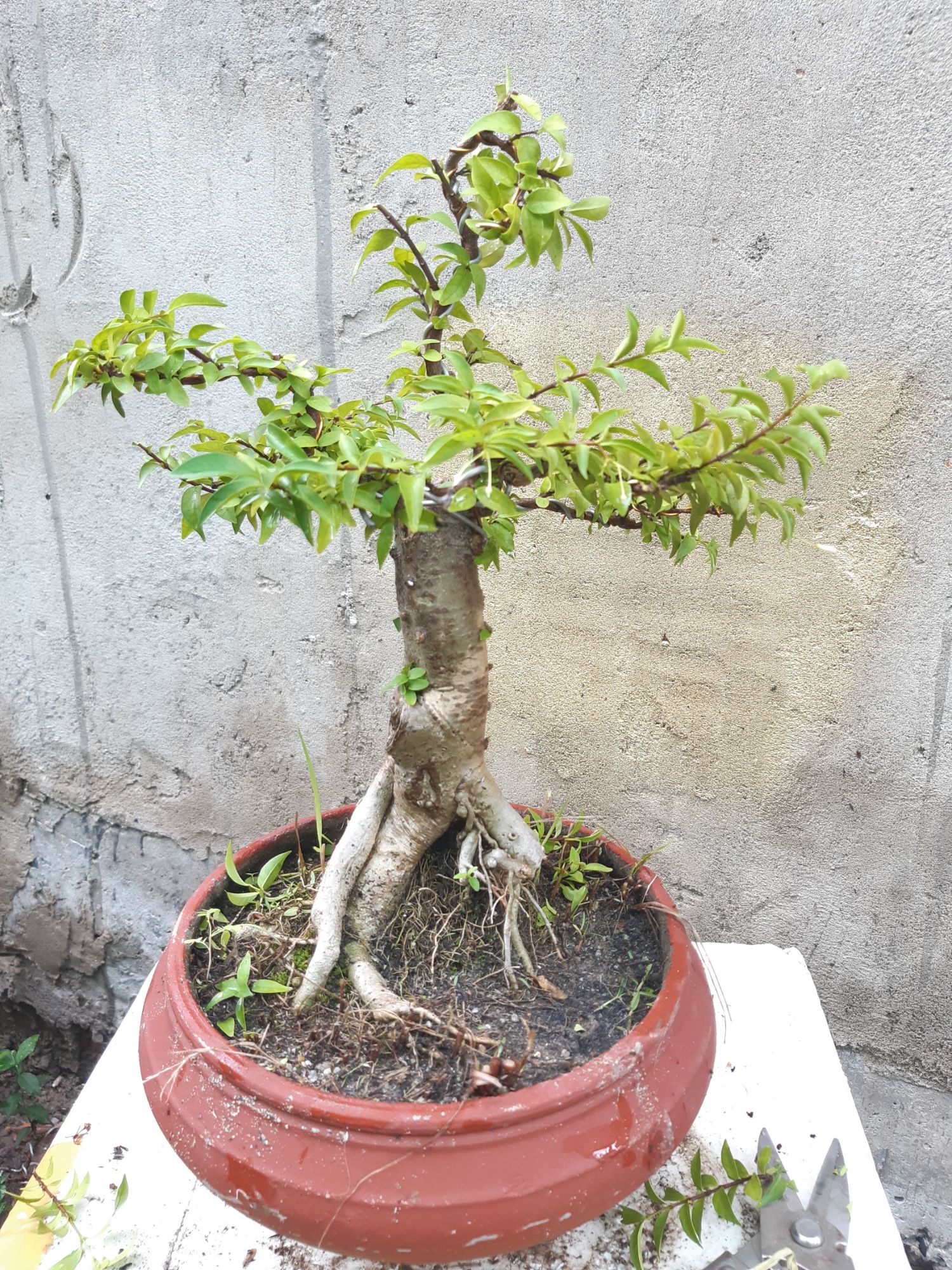 mai chiếu thủy bonsai trung