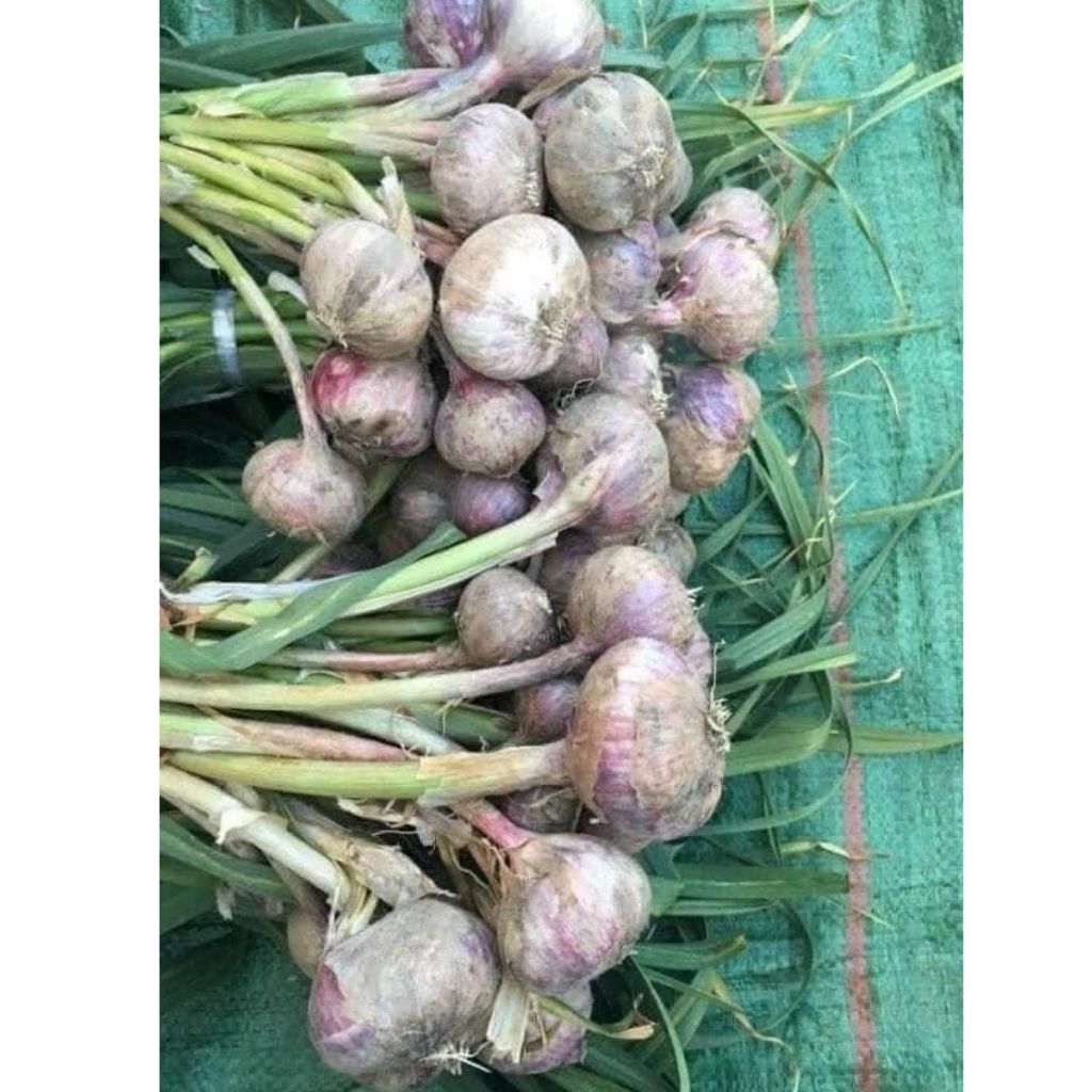 1kg Tỏi cô đơn Hải Dương