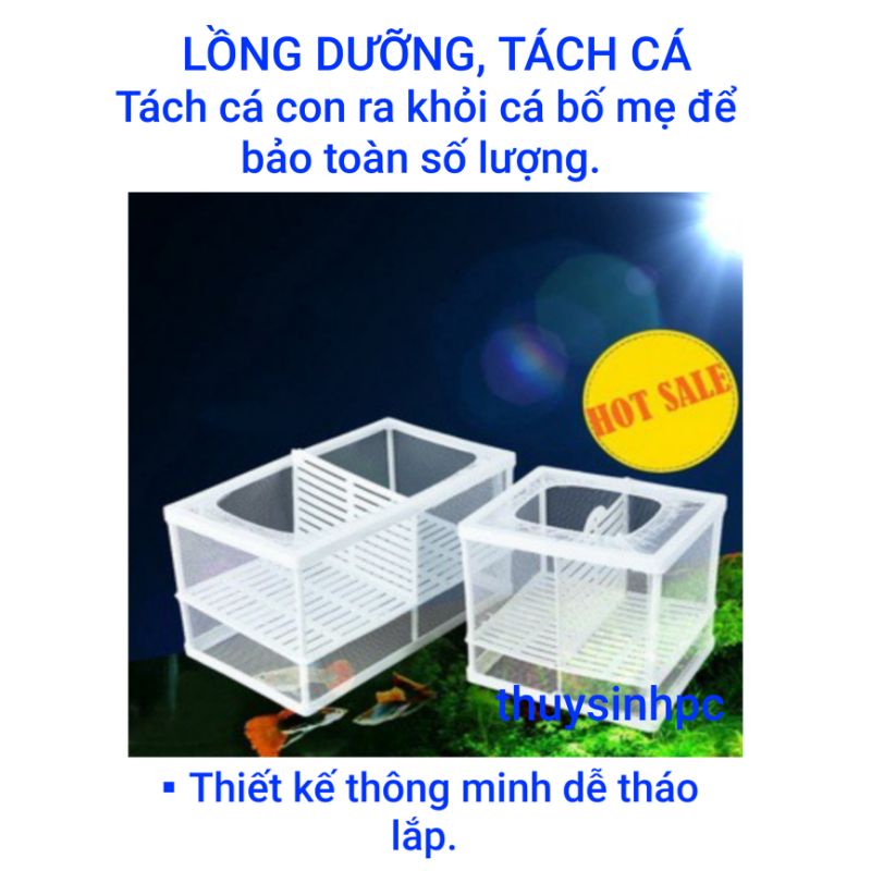 Lồng dưỡng cá và tách cá đẻ, giảm stress cho cá cảnh