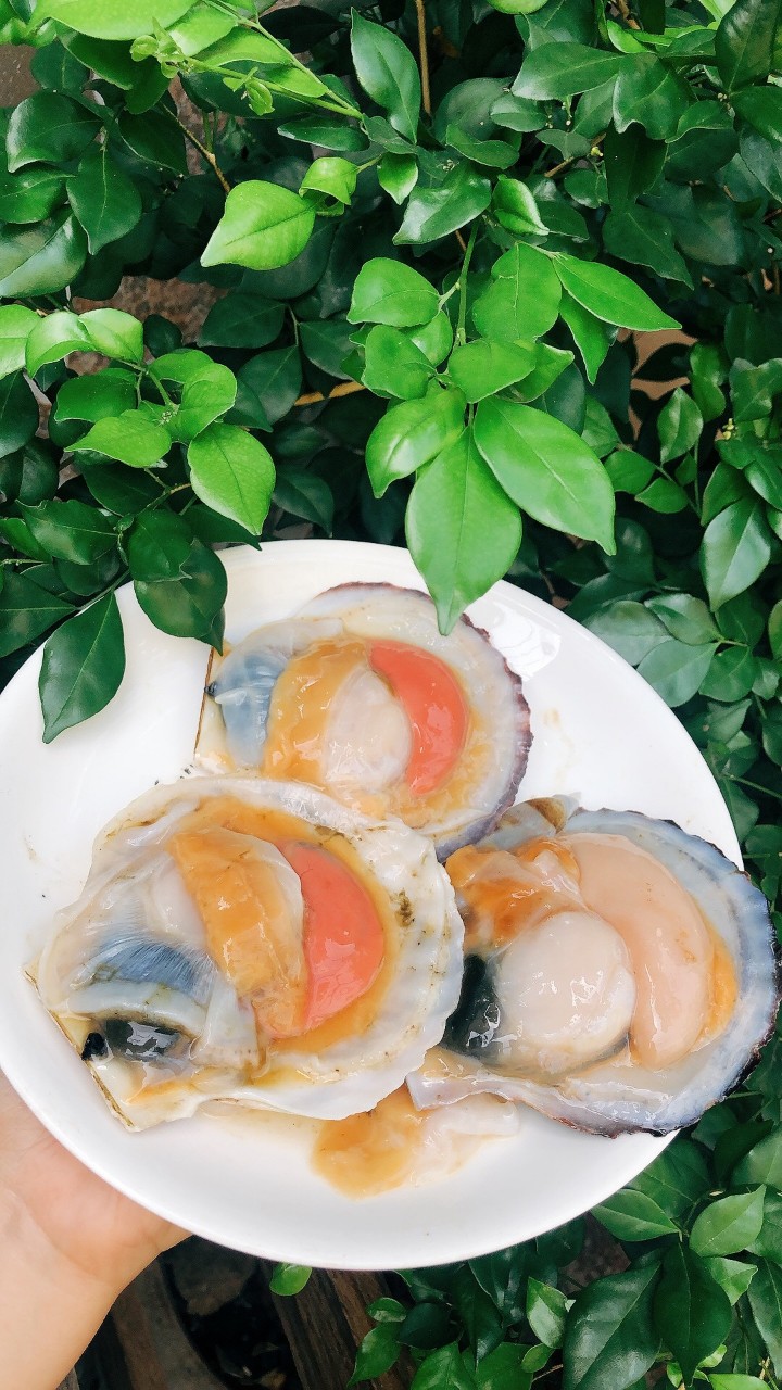 ￼Sò điệp Nhật nguyên Con 1kg (7-10 con giao tphcm)