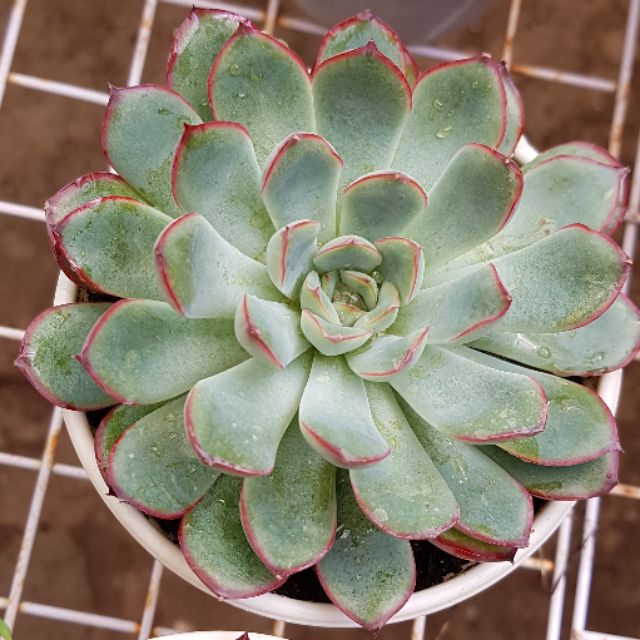 sen đá Viền hồng trung