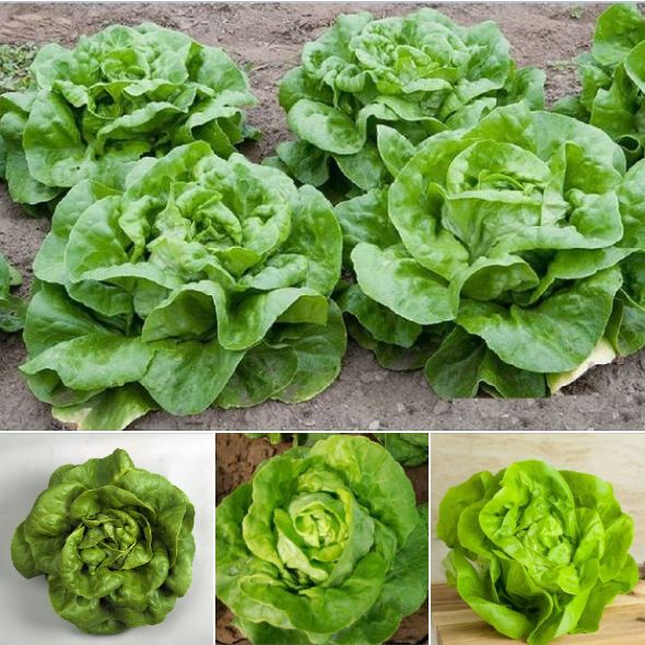 Hạt Giống Xà lách đăm xanh( 2gr/gói )