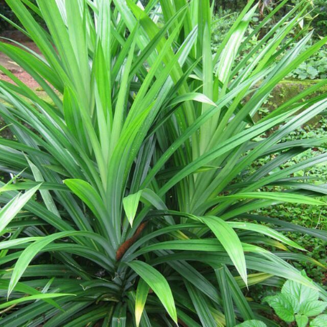 Bột lá dứa bột lá nếp Việt Nam - Pandan Powder