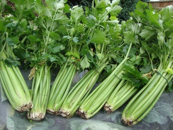 [Mới] - Hạt giống rau mùi tây