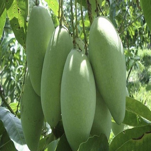 Cây giống xoài tượng