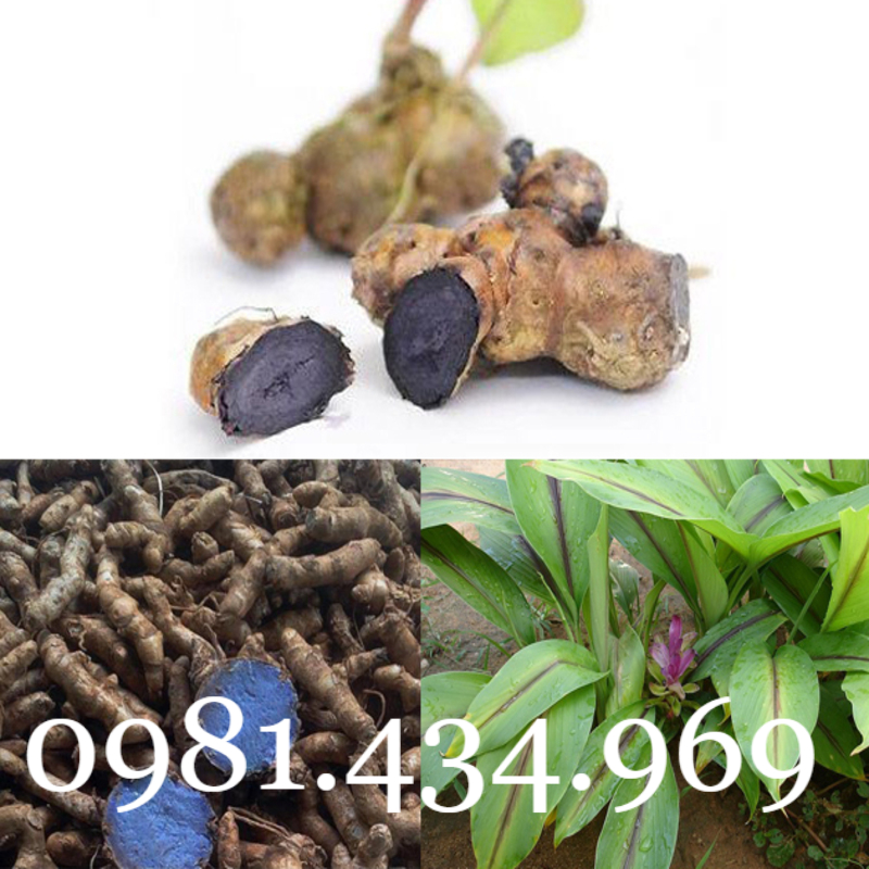 Nghệ Đen Tươi 01KG CHUẨN Đẹp