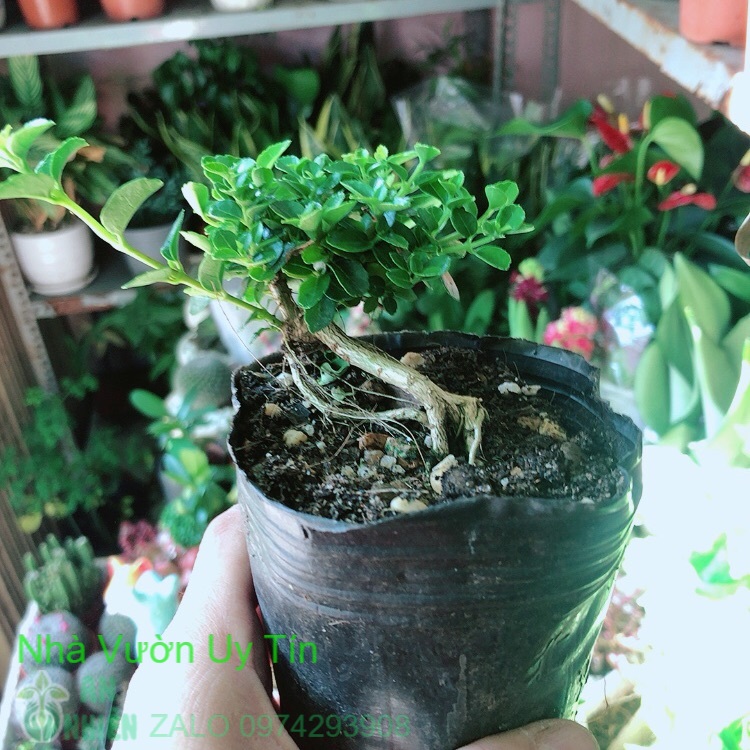 Cây sam hương dáng thác đổ