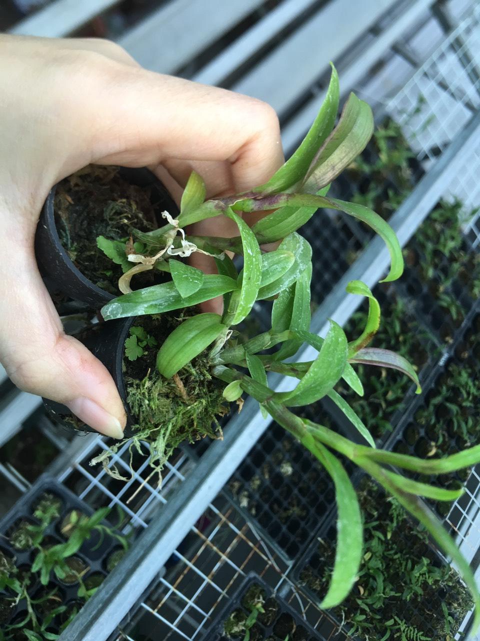 Phi điệp hòa bình lá mít cốc giống [Hỗ trợ vc]
