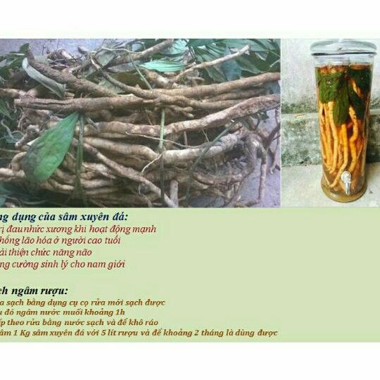 1kg sâm xuyên đá tươi