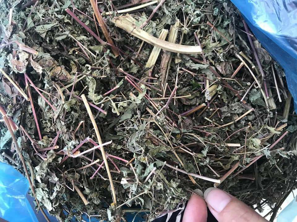 Cây hy thiêm thảo ( cỏ đị 1kg)