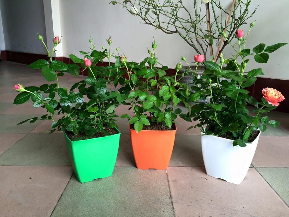 Combo 10 chậu nhưa V20 (vuông cạnh 20cm)