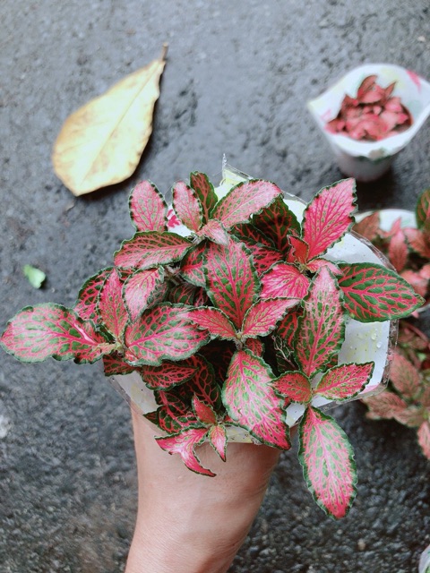 Cẩm Nhung (lá may mắn) đỏ đậm