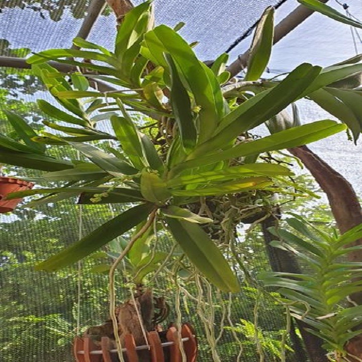 Hoa lan bạch nhạn ( cây to 40cm)