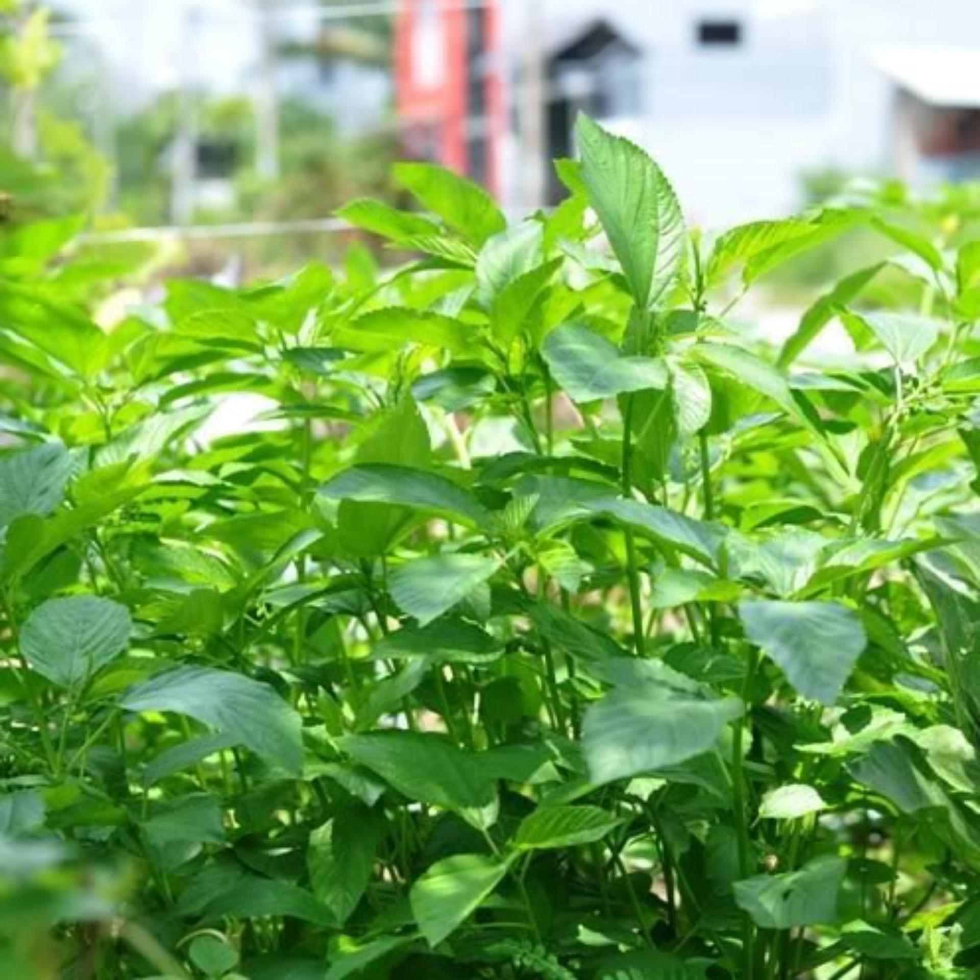 10g Hạt giống Rau đay trắng
