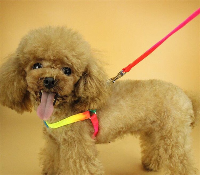 Dây dẫn🌈🌈 ( Có yếm ) Dành cho mấy bé hay "Nhoi