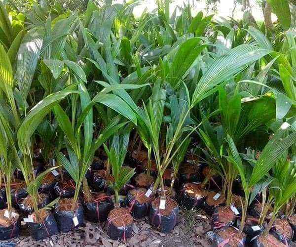 Cây giống dừa Tam Quang