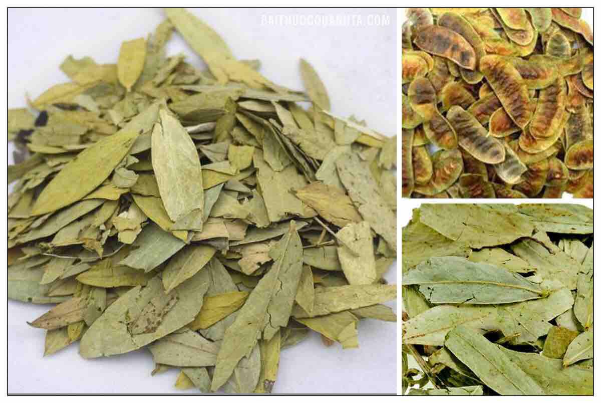 500g lá phan tả diệp trị đường ruột