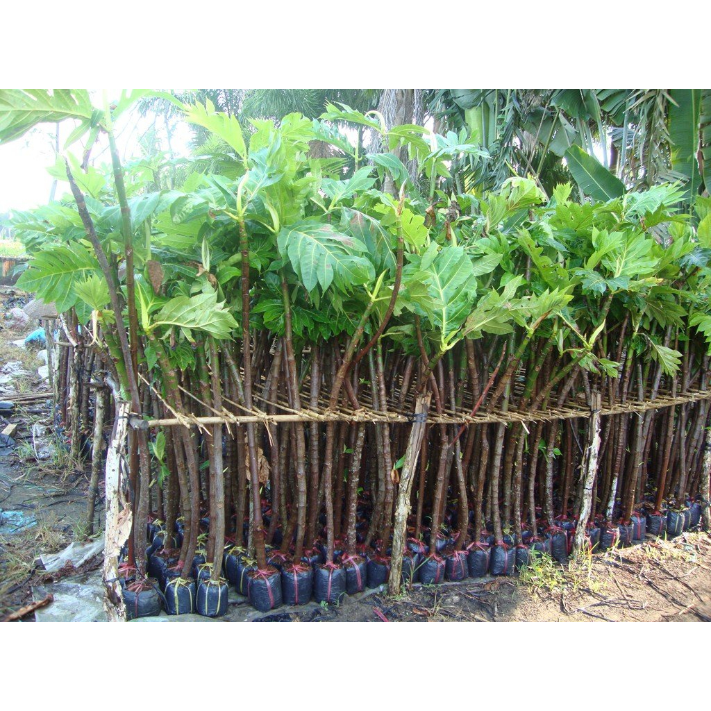 Cây giống sa kê (Cây đẹp được kiểm tra cây)