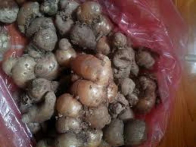 củ địa liền