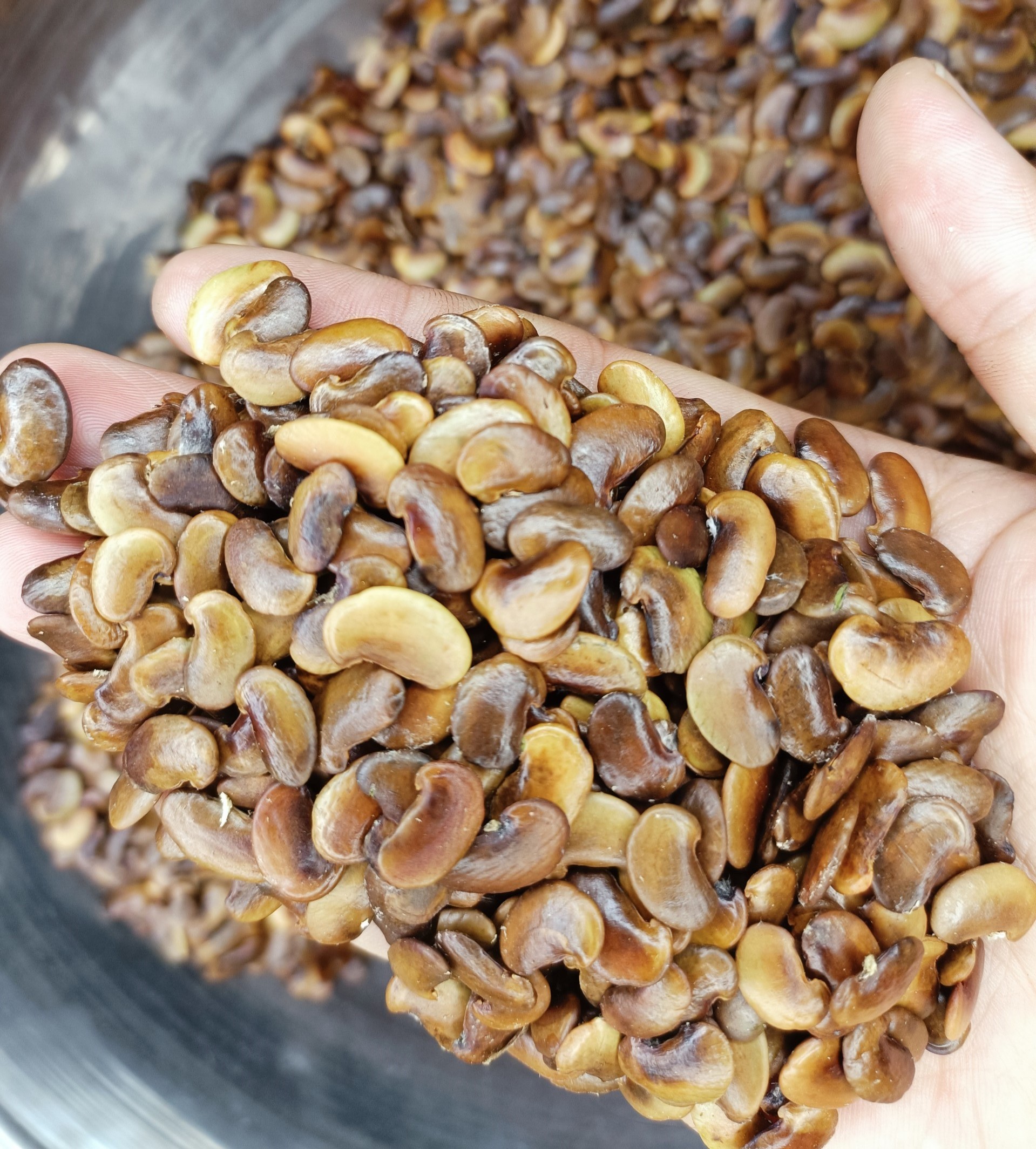 200 gram hạt giống sưa đỏ, huỳnh đàn