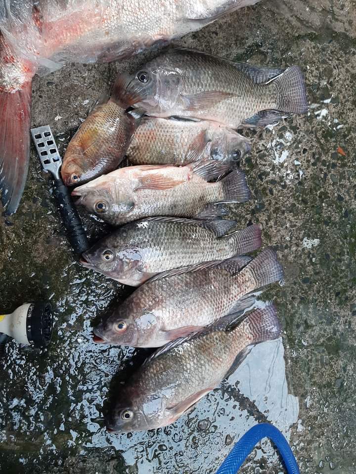 1KG MỒI RÔ PHI-MỒI CHUYÊN RÔ PHI-1KG/GÓI