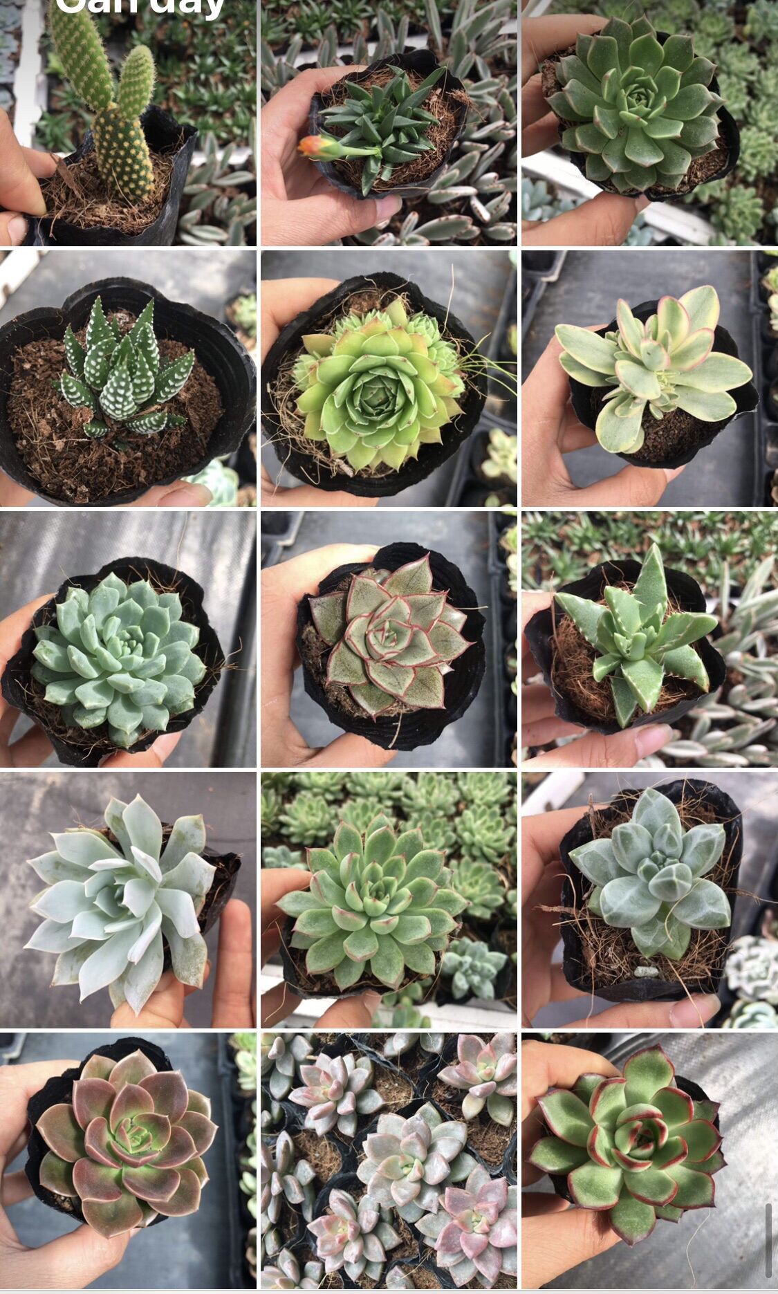 Sen đá size bầu 15k/ cây