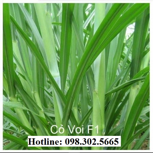 100g Hạt giống cỏ VOI LAI F1- cỏ chăn nuôi