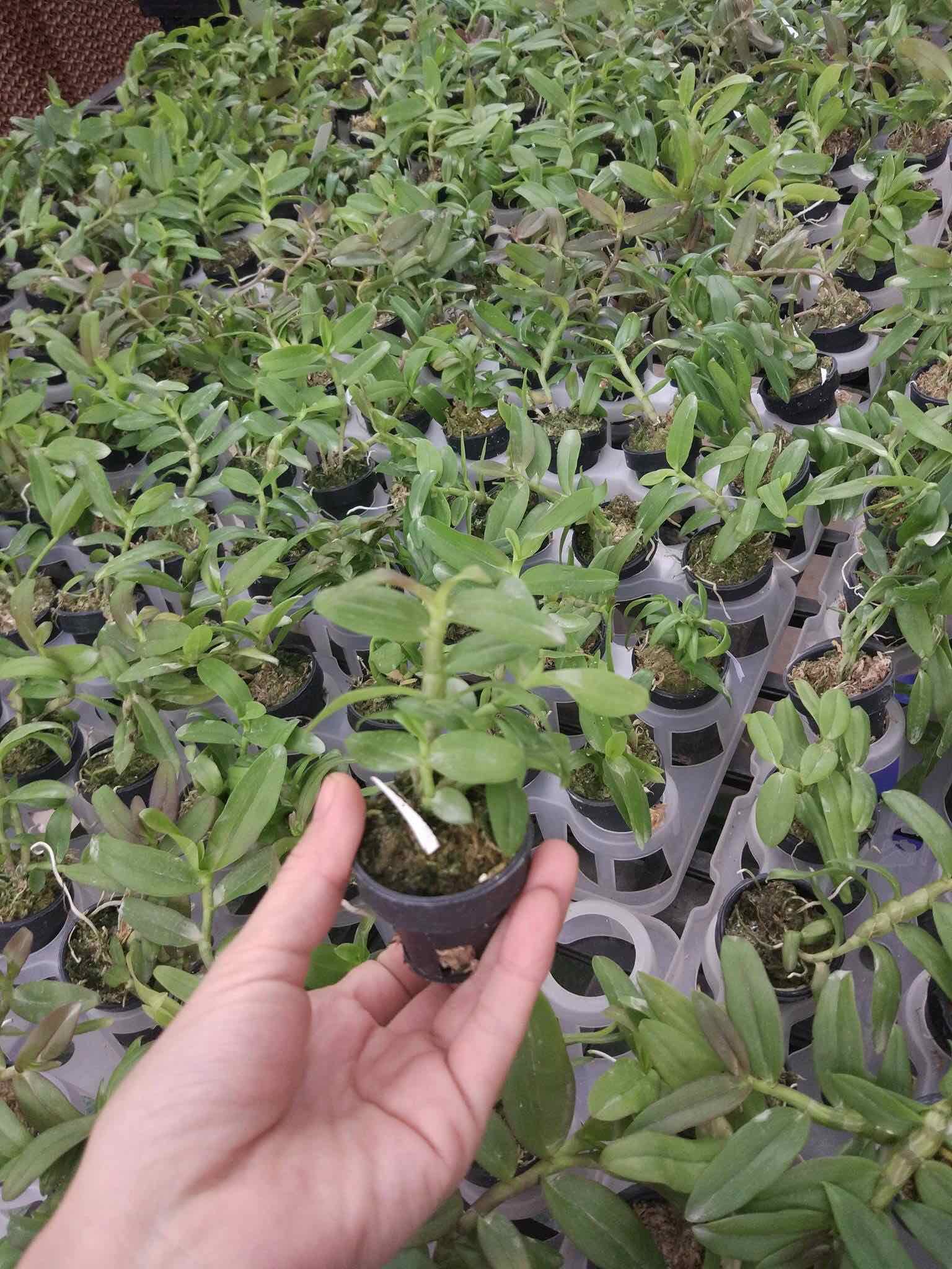 Lan Phi Điệp 5 CT Phú Thọ Cây 7CM