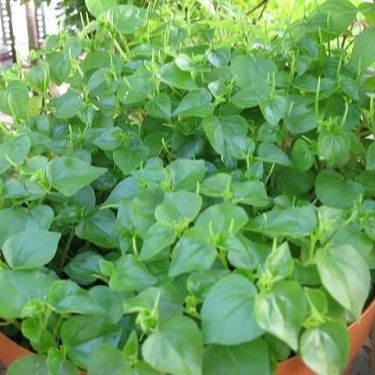 Hạt Giống Rau Càng Cua (0.5gr)