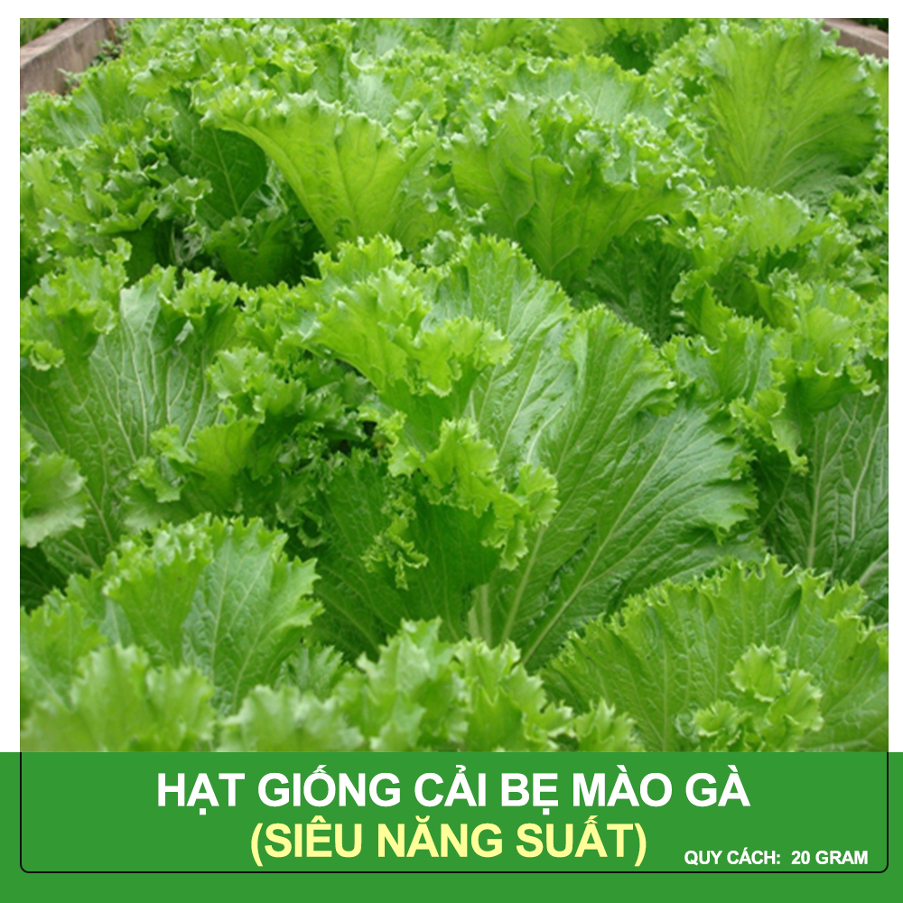 Hạt Giống Cải Bẹ Mào Gà Phú Nông Gói 20 Gram