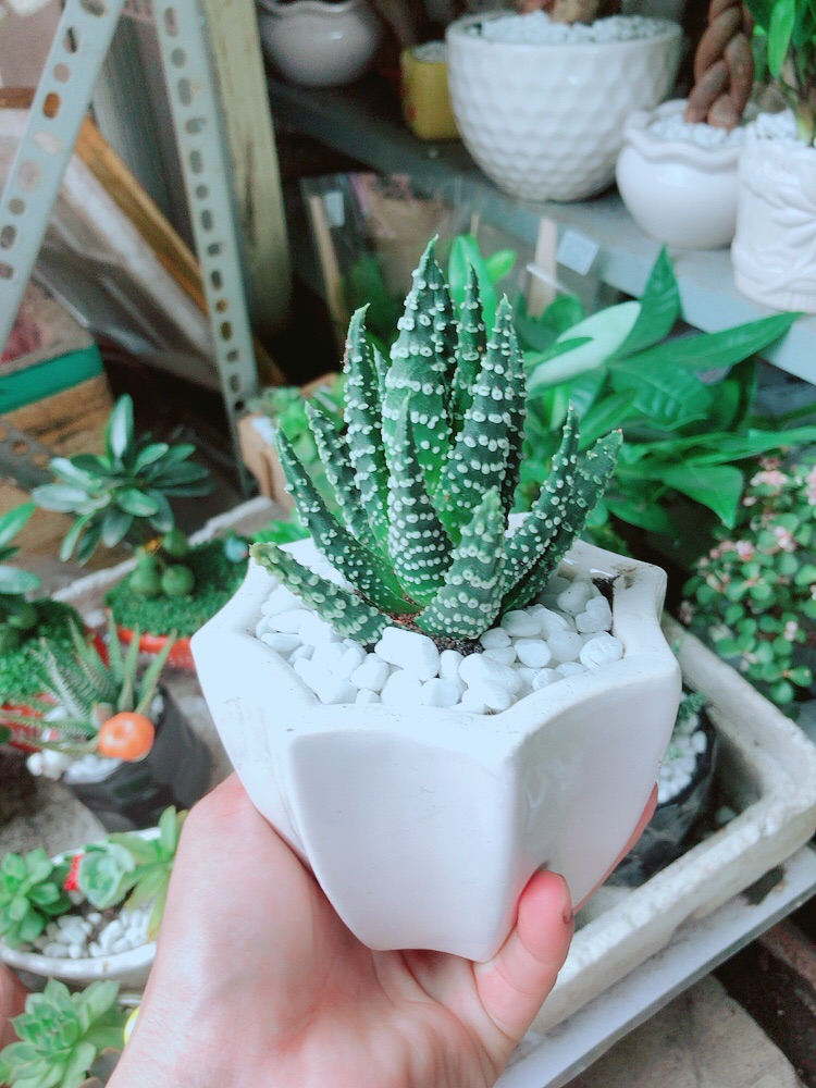 Chậu Xương Rồng