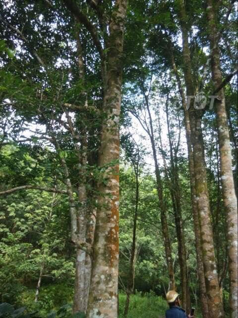 Cây Trầm Hương