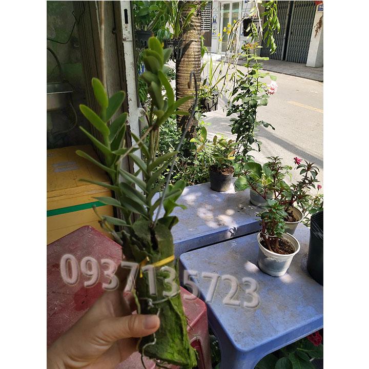 [HCM]cây lan epi [ màu đỏ  màu vàng ]