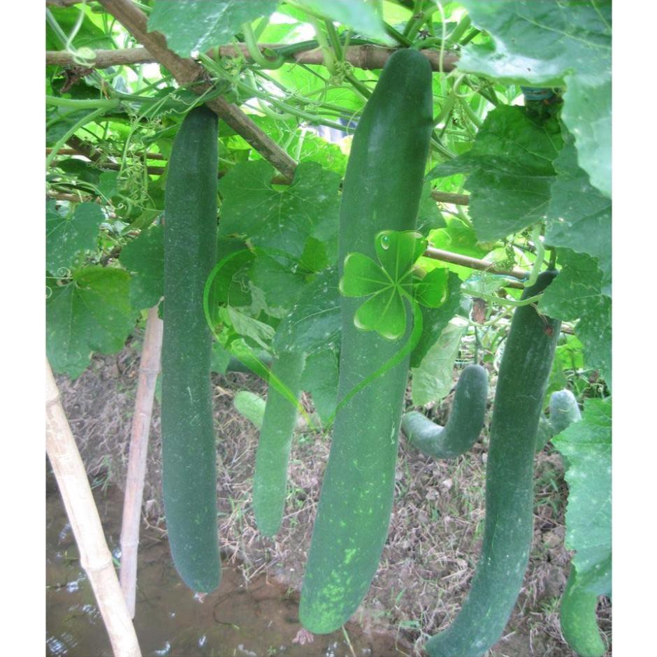 Hạt giống bí đao chanh, bí sặt - gói 1 gram