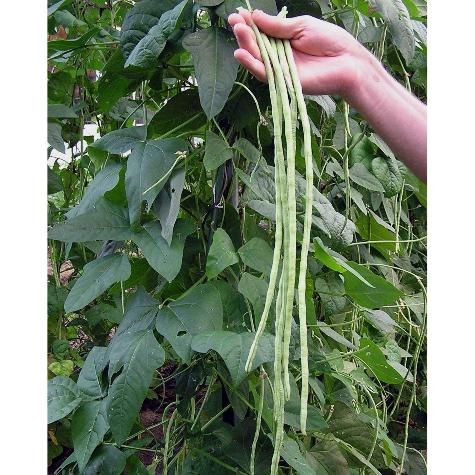20g Hạt giống Đậu đũa (tặng Kích nẩy mầm, Hướng dẫn ươm)