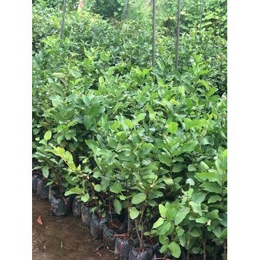 Cây giống ỔI Nữ Hoàng
