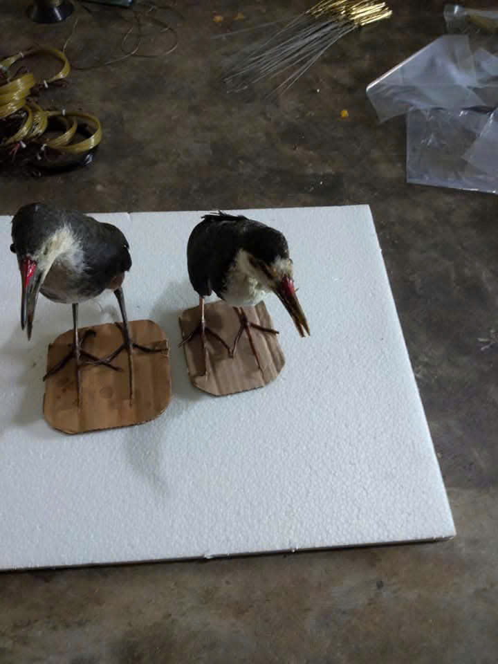 Quốc giả Chim mồi giả